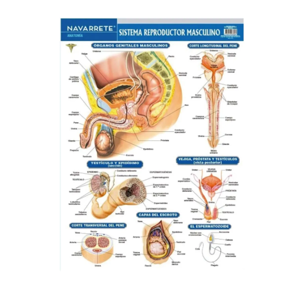 Imágenes De Anatomía Del Sistema Reproductor Masculino