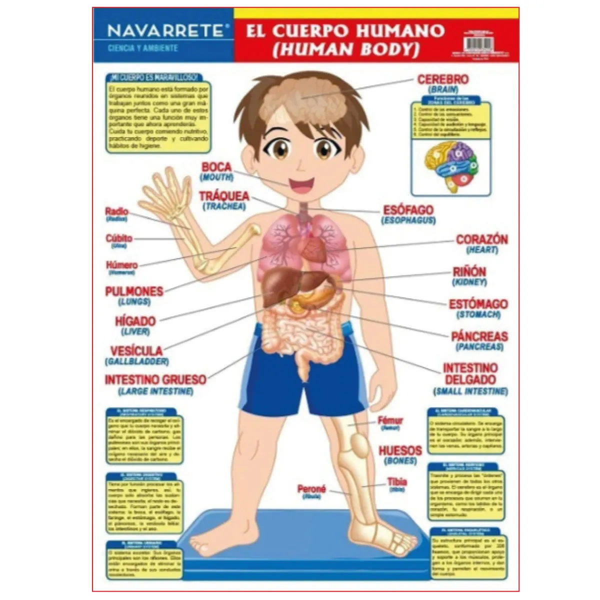 Laminas Del Cuerpo Humano Con Nombres Esquema Del Sistema Muscular